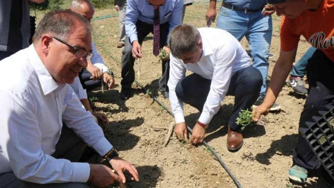 Karabük'ün yerli domatesi maniyenin fideleri toprakla buluştu