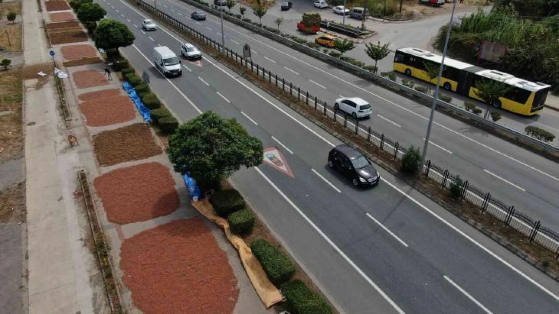 Karadeniz Sahil Yolu fındıkçılar için harman yeri oldu