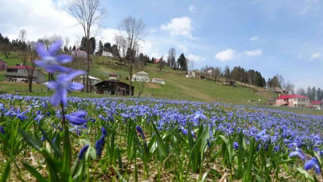 Karlar eridi, Mor Yayla'nın Mavi Yıldız çiçekleri kendini gösterdi