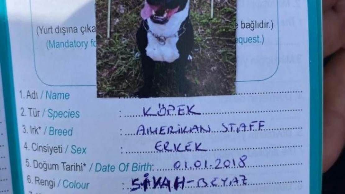 Kartal'da keçiyi telef eden pitbull cinsi köpek yakalandı