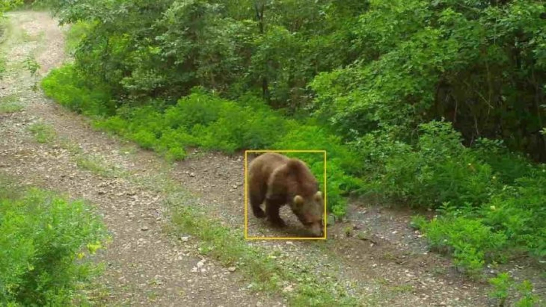 Kastamonu'da yaban hayvanları fotokapanda