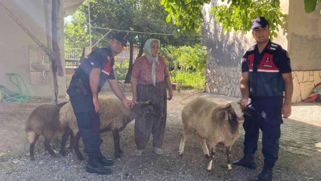 Kaybolan koyunlarını jandarma buldu