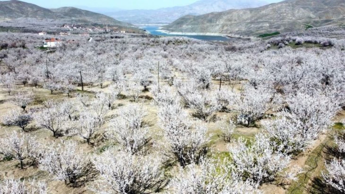 Kayısı çiçeklerinin görsel şölenine ilgi