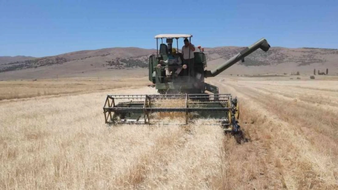 Kayseri'de ata yadigarı gacerin hasadı başladı