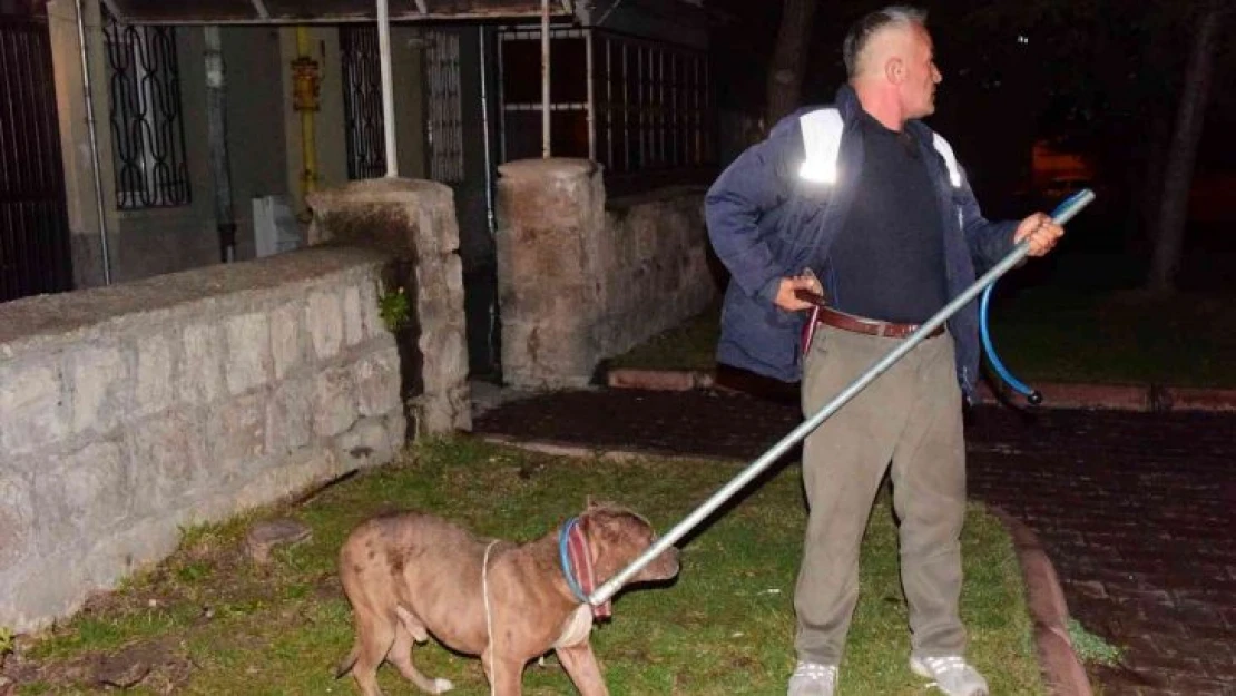 Kayseri'de pitbull evcil köpekleri parçalayacaktı