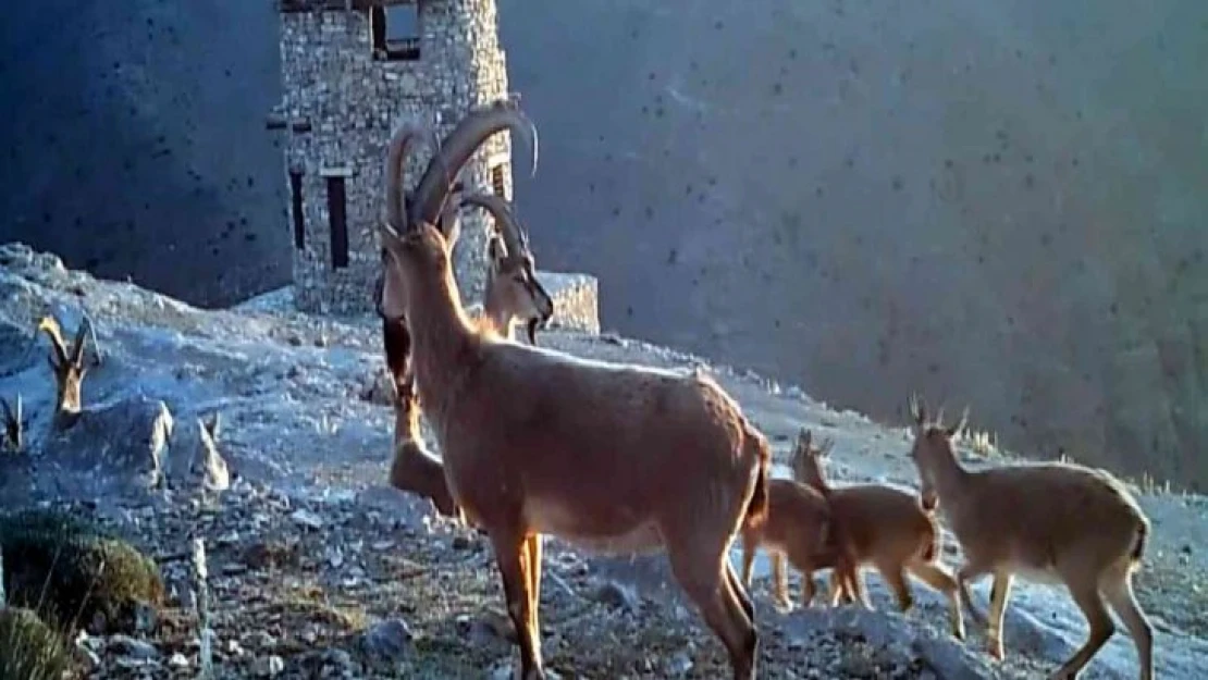 Kayseri'de yaban hayatı 26 fotokapanla takip ediliyor