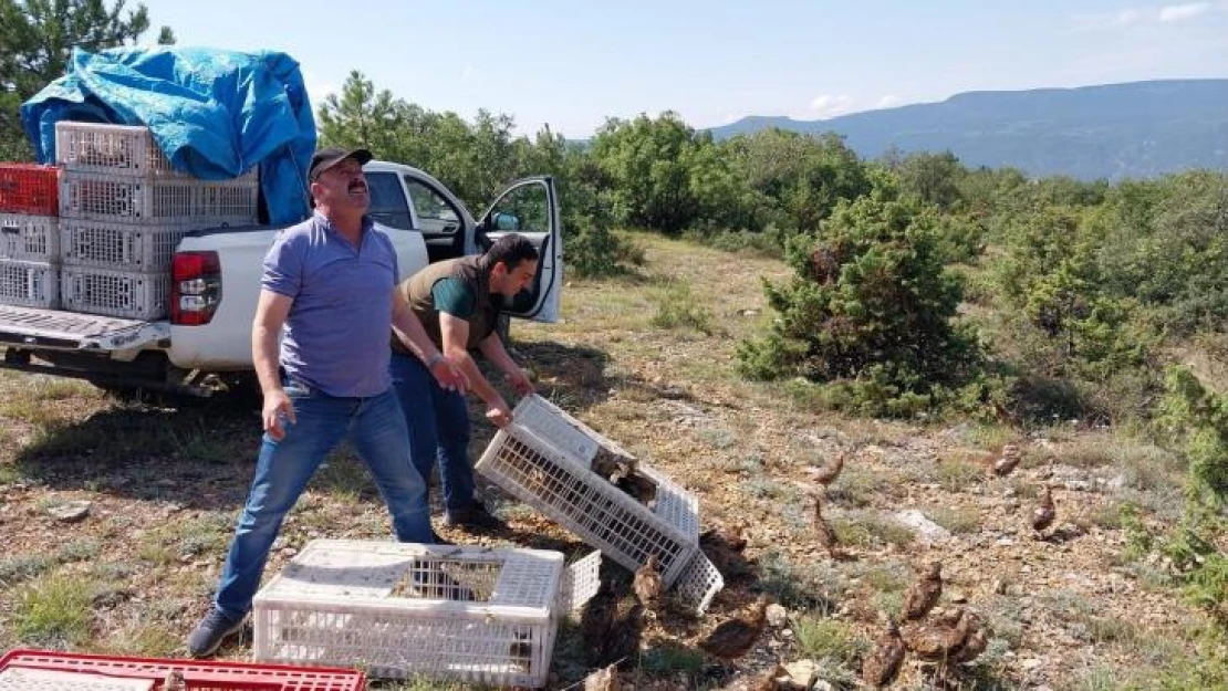 Kene düşmanı olan sülünler Karabük'te doğaya salındı