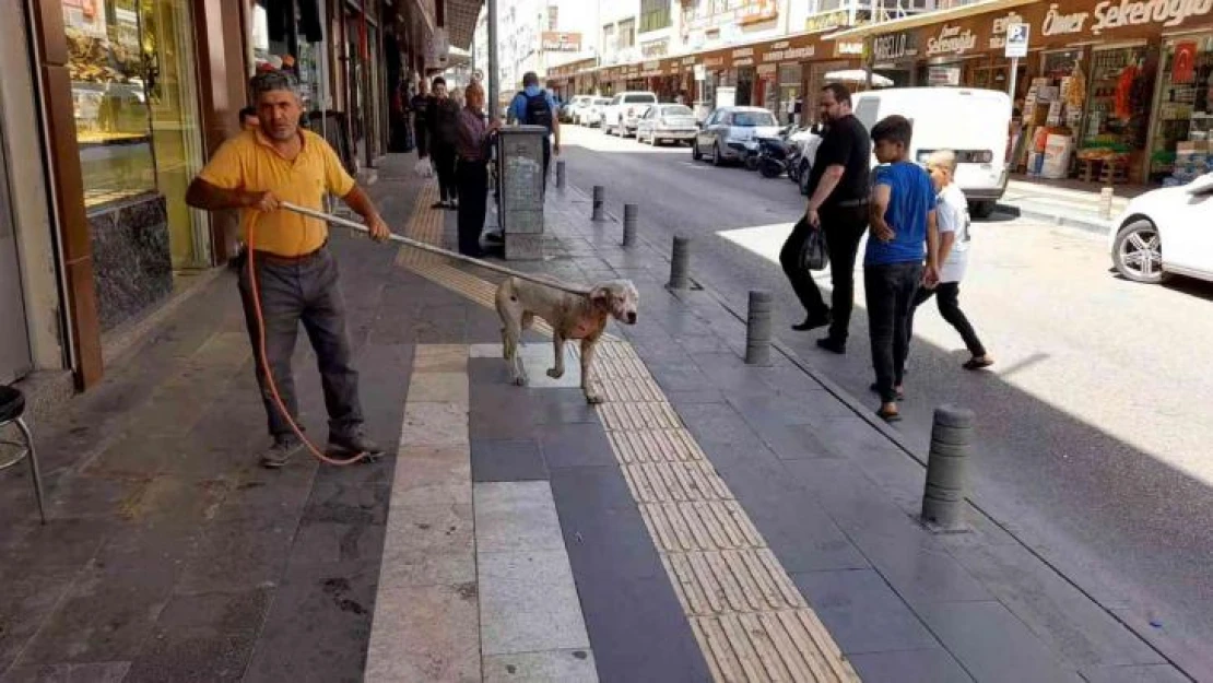 Kilis'te başıboş dolaşan Pitbull yakalanarak barınağa götürüldü