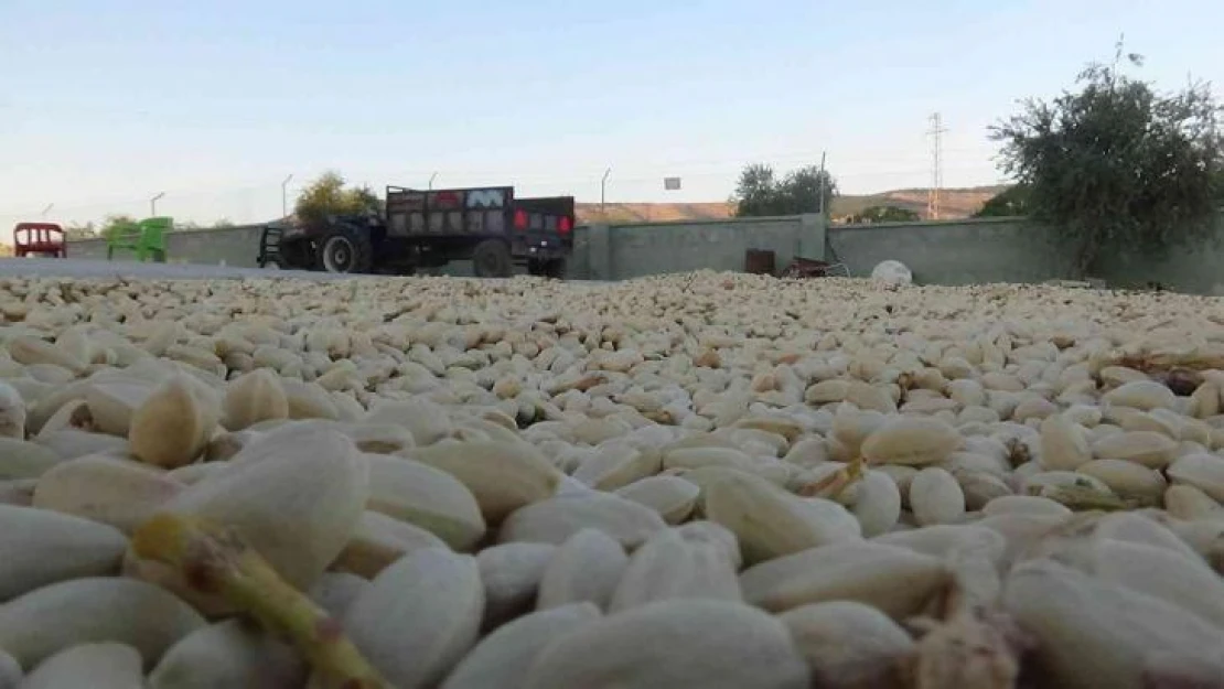 Kilis'te boz fıstıkları kavlatma işlemi başladı