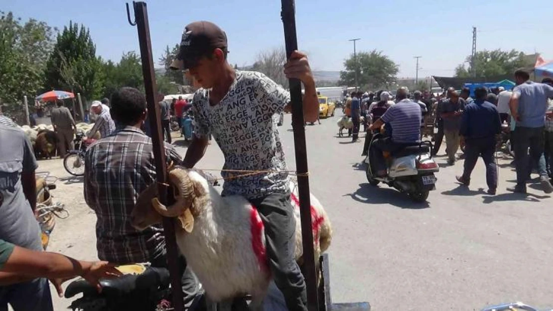 Kilis'te vatandaşlar kurbanlıklarını motosikletle taşıdı