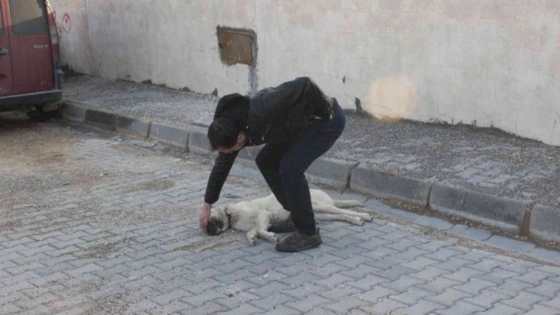 Kilis'te vicdansız sürücü köpeği ezerek kaçtı