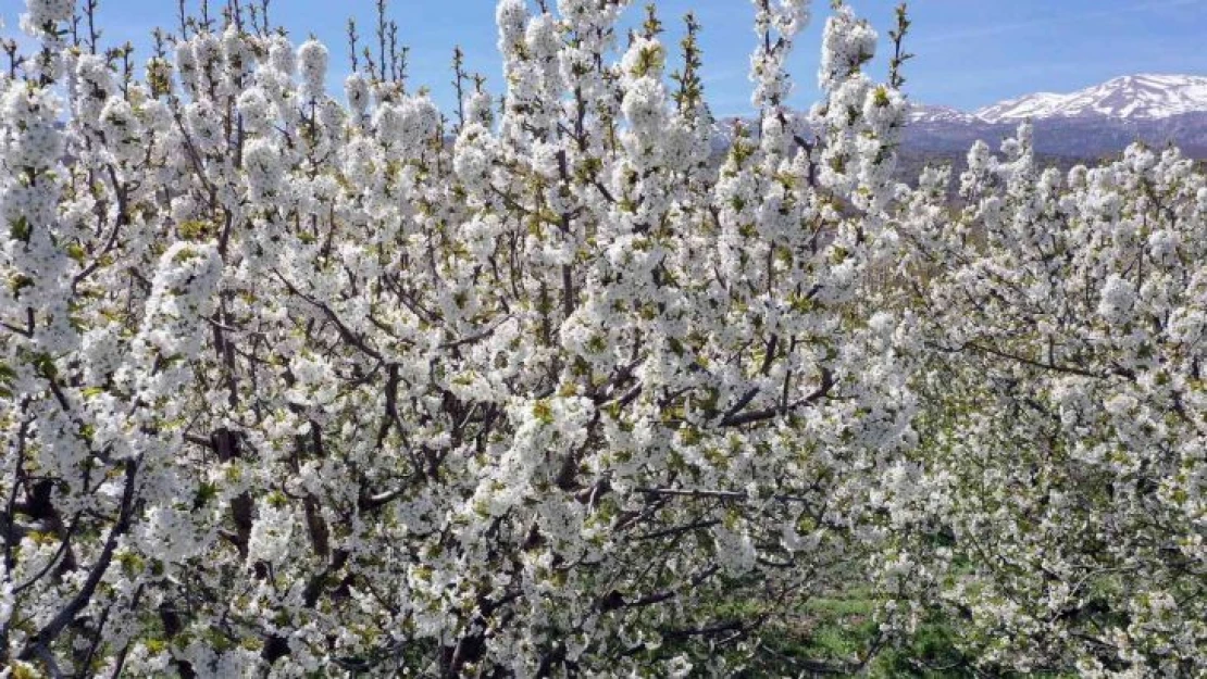 Kiraz bahçeleri beyaz gelinliğini giydi