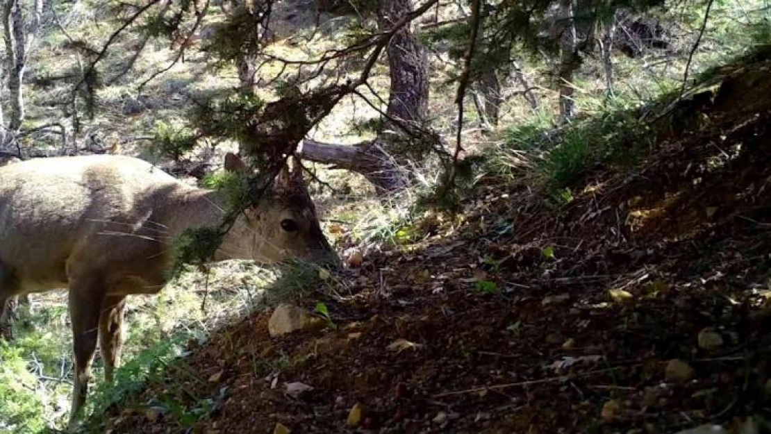 Kırıkkale'de yaban hayatı fotokapanla görüntülendi