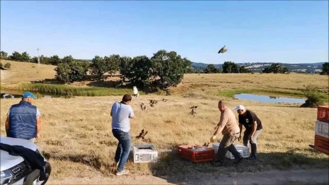 Kırklareli'nde doğaya bin keklik salındı