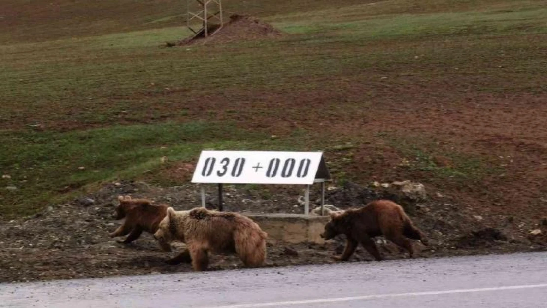 Kış uykusundan uyanan ayılar kara yoluna indi