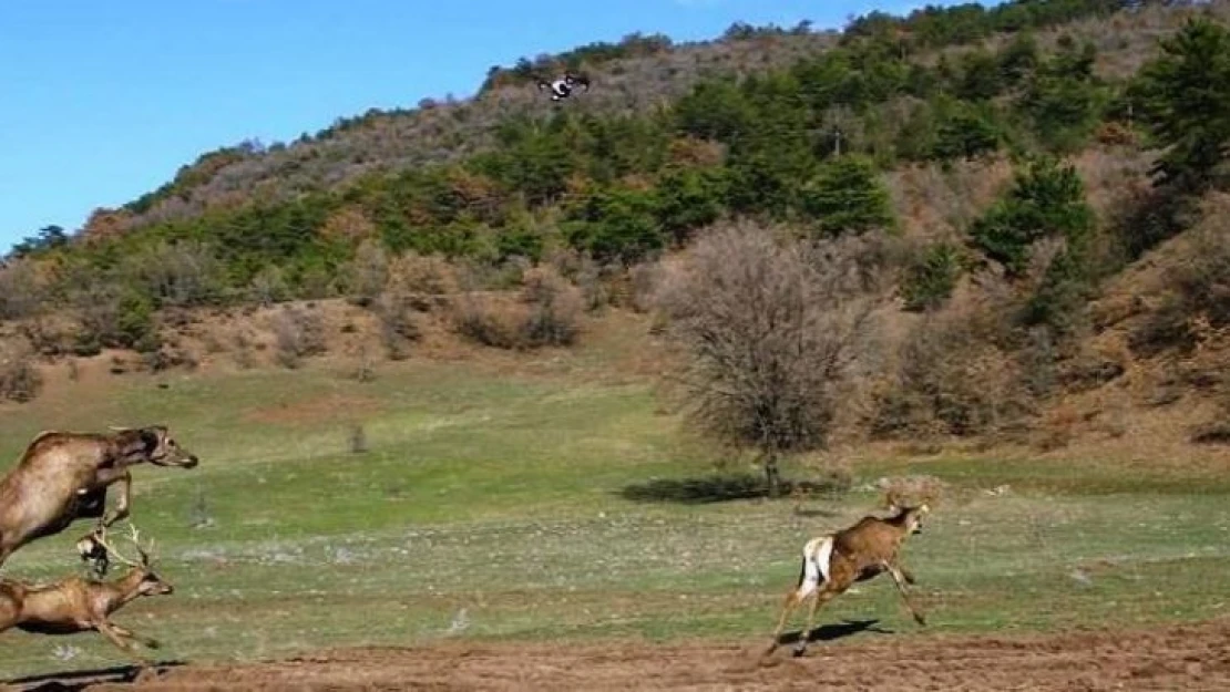 Kızıl geyiklerin doğaya bırakılma sevinci