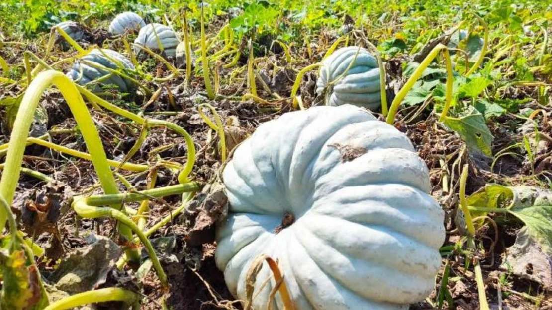 Kızılinler'in bal kabağı Türkiye'nin farklı yörelerindeki sofraları süslüyor