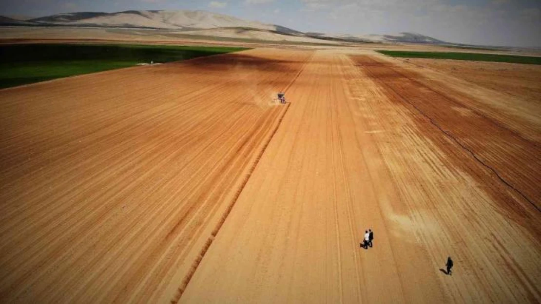 Konya Ovasında ayçiçeği ve pancarda yüksek rekolte umudu