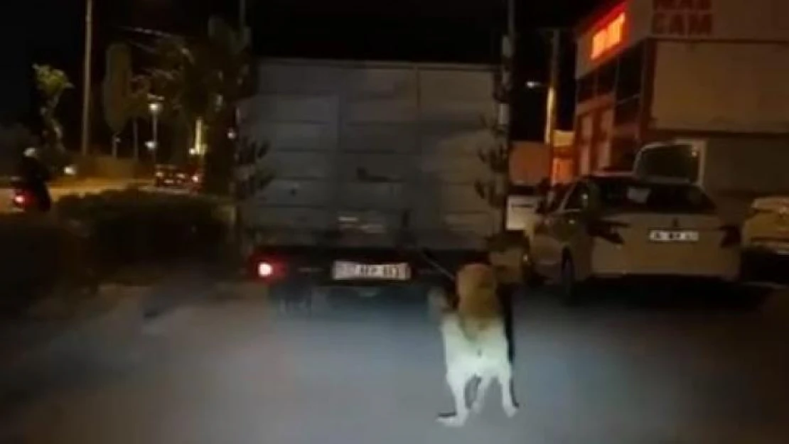 Köpeği kamyonun arkasına bağlayan vicdansız sürücü pes dedirtti