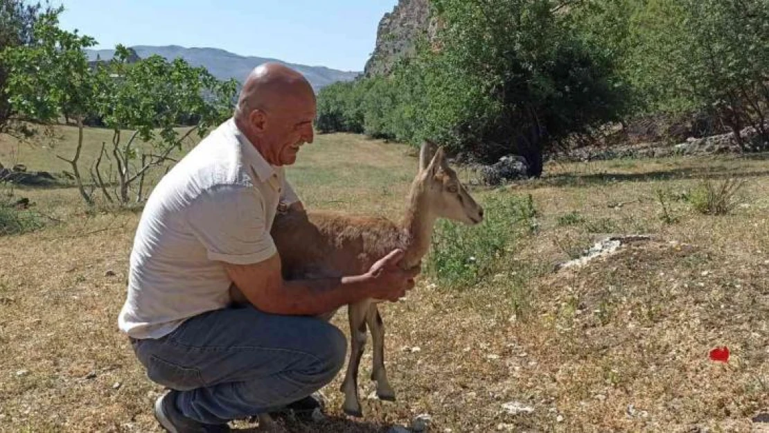 Köpeklerin saldırısına uğrayan yavru dağ keçisini vatandaşlar kurtardı