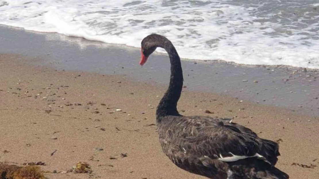 Koruma altındaki Siyah Kuğu, Türkiye'de ikinci kez Antalya'da görüldü