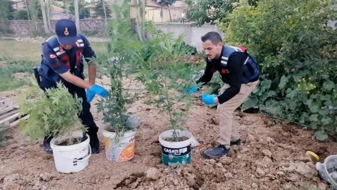 Kova kova kenevir ekimine jandarma baskını