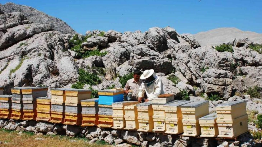 Kovanlar Ağustos ayındaki hasat için 2 bin rakımlı yaylalarda yerini aldı