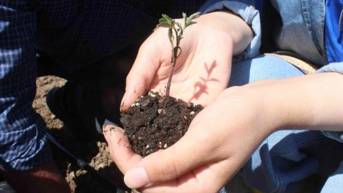 Köylerden toplanan ata tohumları huzurevi bahçesine ekildi