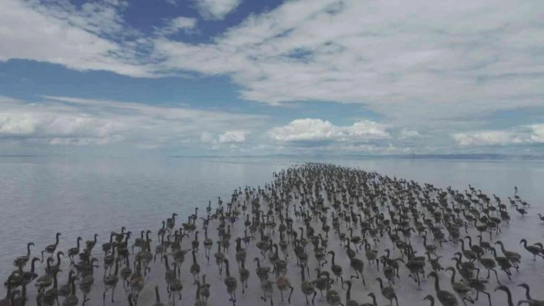 Kuluçkadan çıkan birlerce yavru flamingo havadan görüntülendi