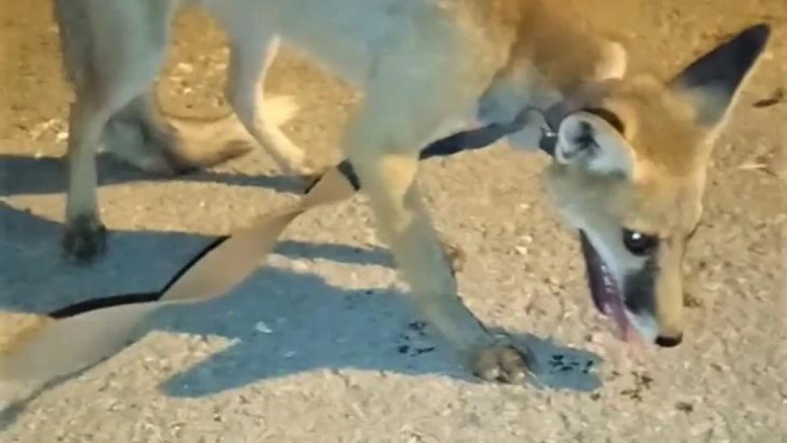 Kümeste yakalanan tilki doğaya salındı