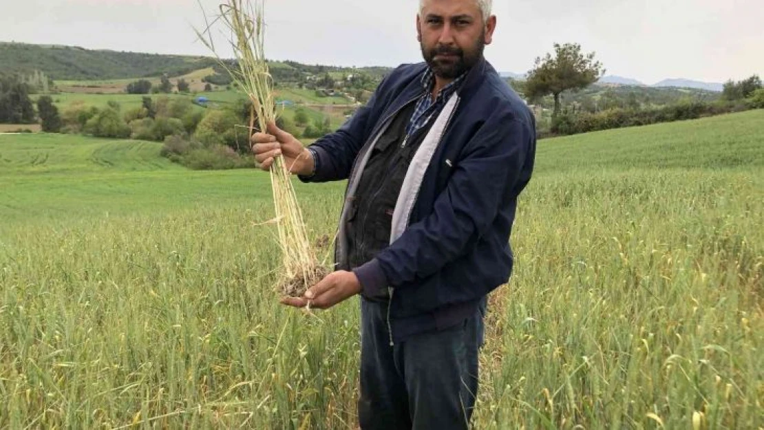 Kuraklık buğday üreticisine 30 yıl sonra tarla sulattı