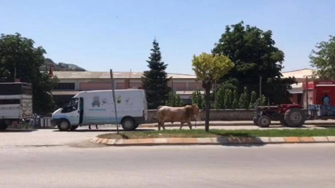 Kurban bayramını aratmayan görüntüler, boğa ortalığı bir birine kattı