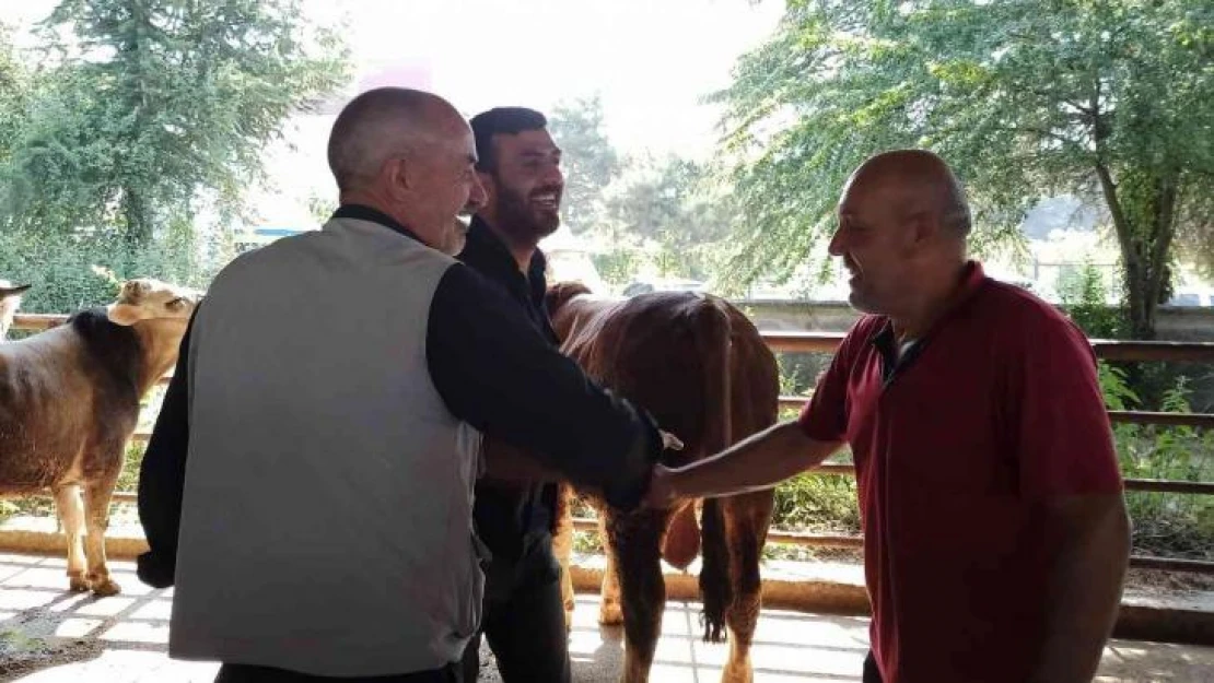 Kurbanlıklar pazara indi sıkı pazarlıklar başladı