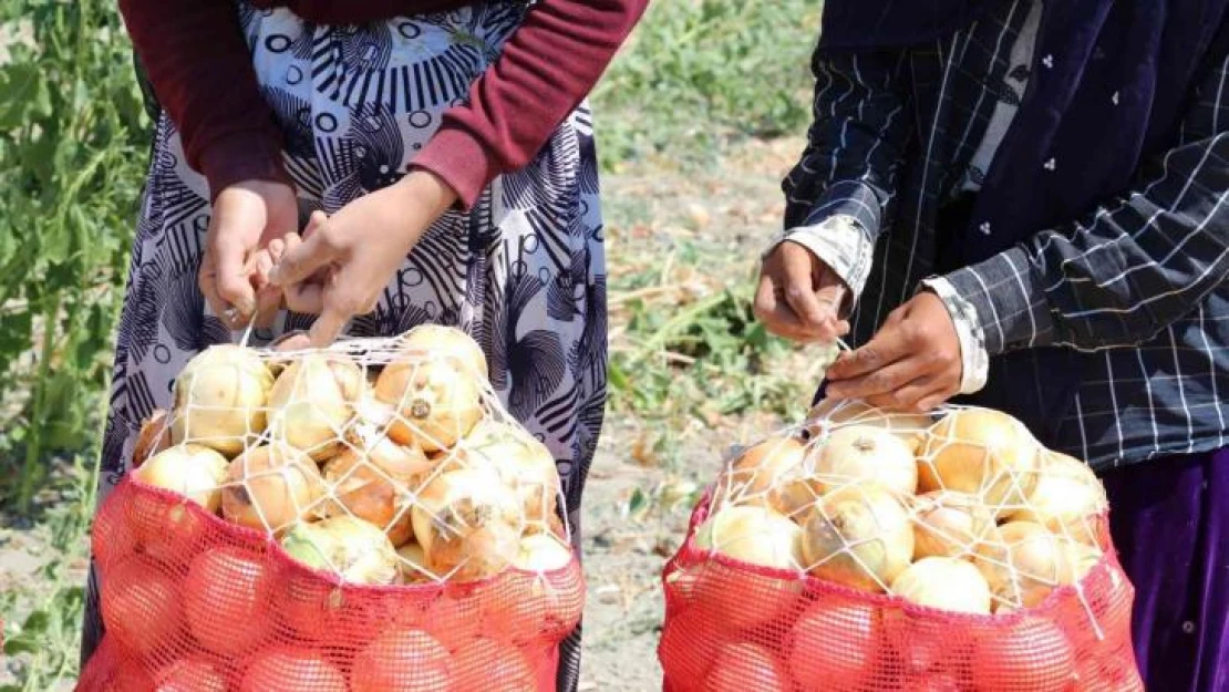 Kuru soğan zam şampiyonu oldu