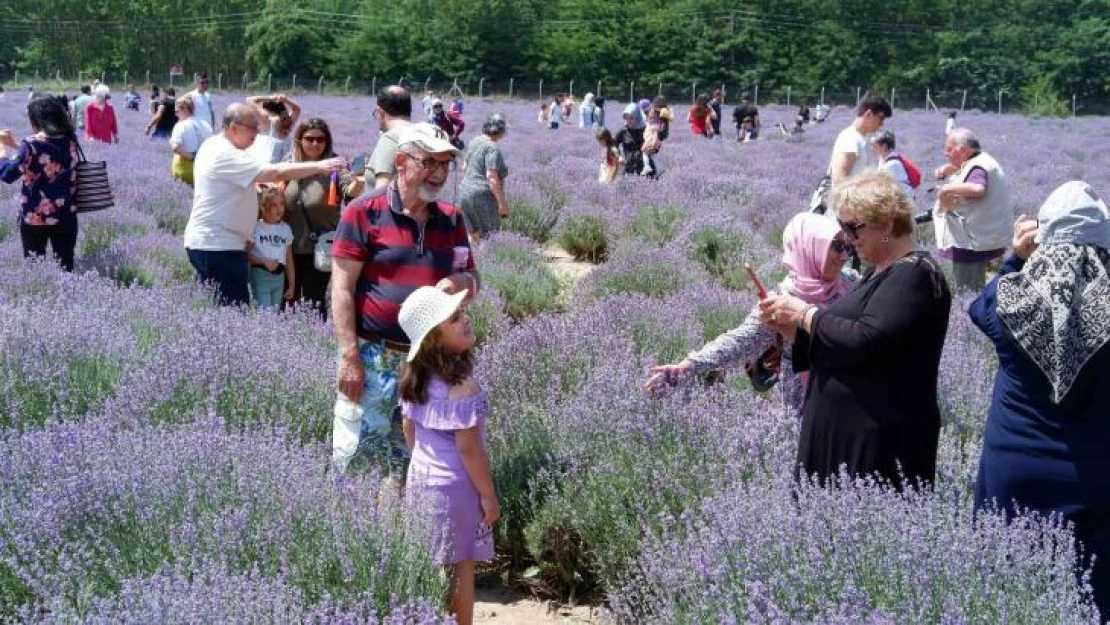 Lavanta tarlaları doğal stüdyoya döndü, fotoğraf çektirmek için akın ettiler