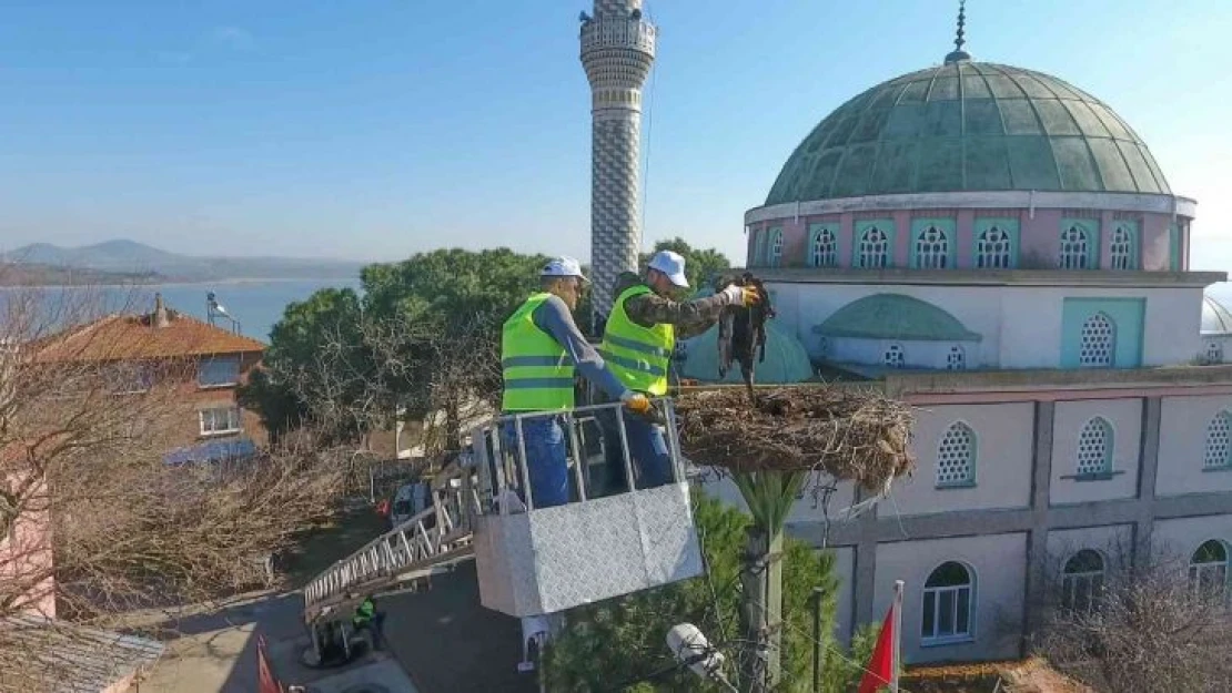 Leylek yuvalarında bahar temizliği