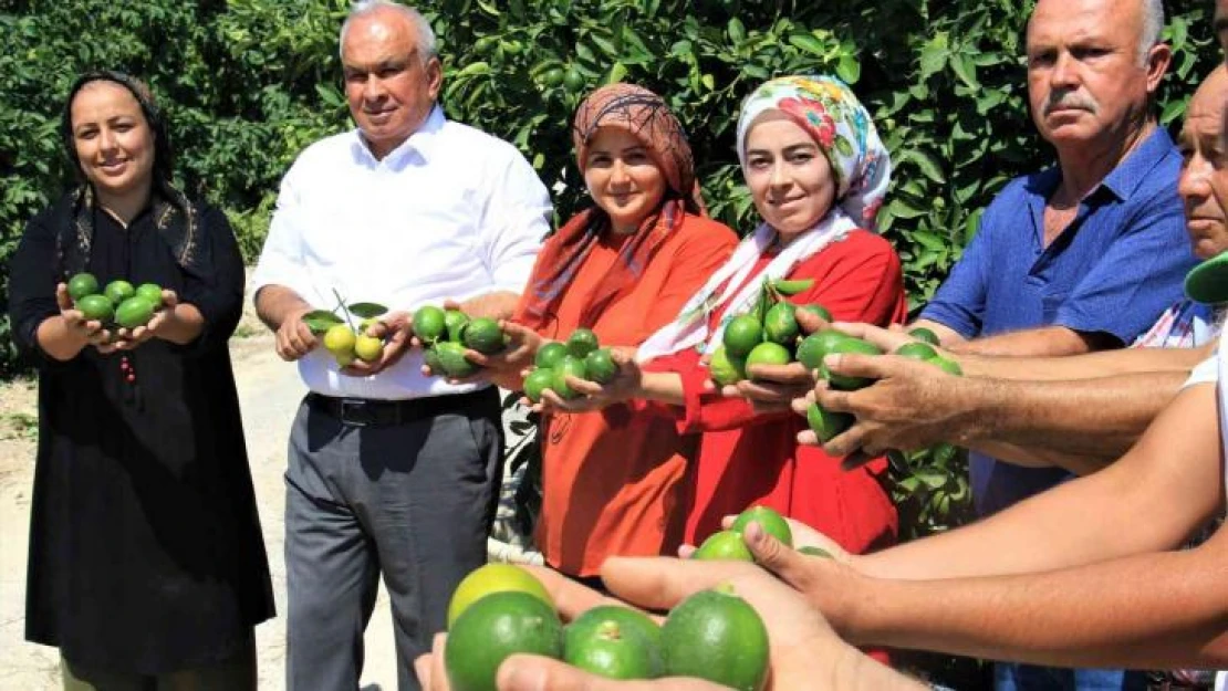 Limonun başkentinde hasat zamanı