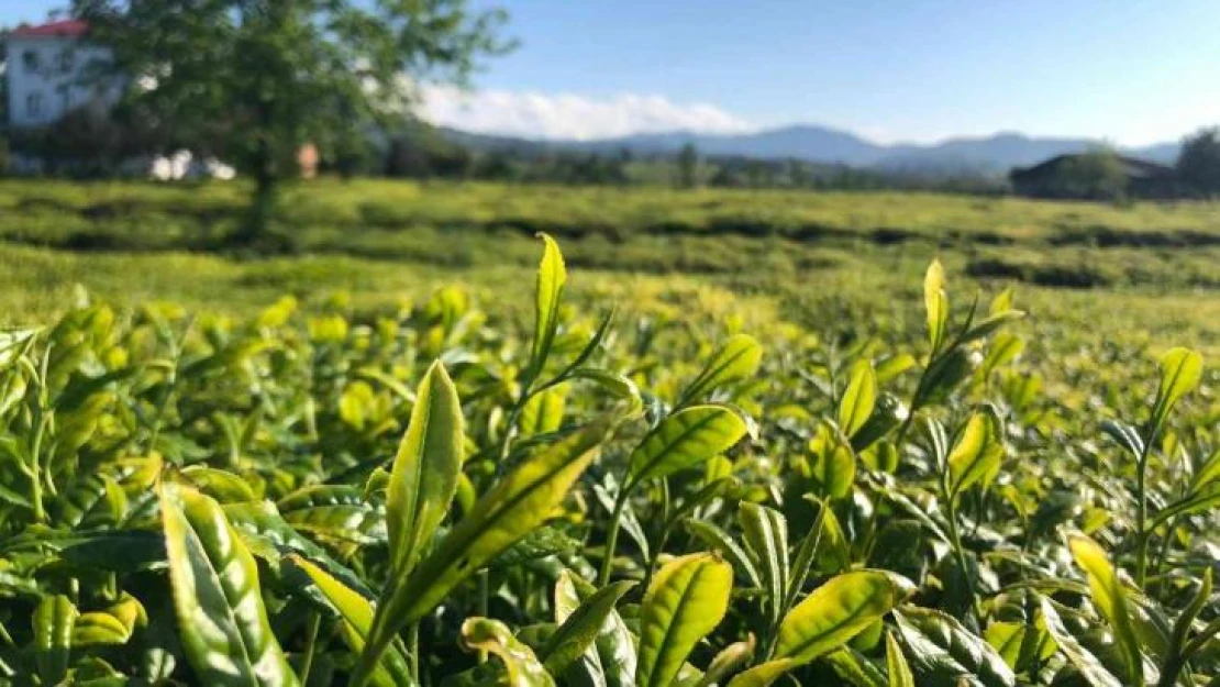 Lipton Doğu Karadeniz'de çay hasadına başladı