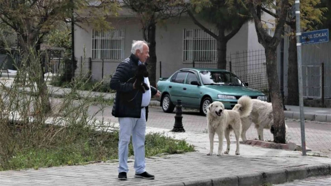 Mahra'nın ölümüne sebep olan köpekler mahallede korku salmaya devam ediyor