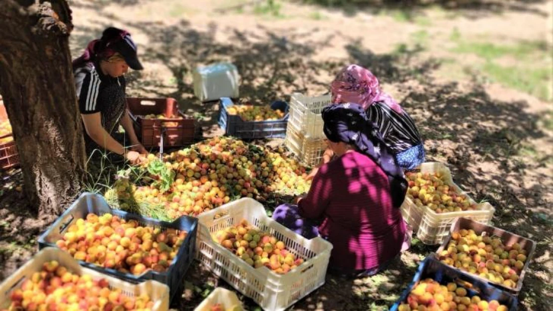 Malatya'da kayısı hasadı başladı