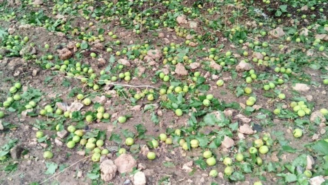 Malatya'da sağanak ve dolu meyvelere zarar verdi