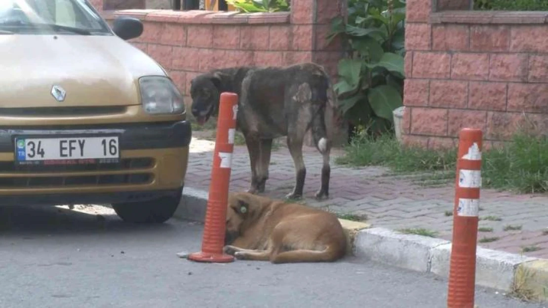 Maltepe'de siteyi köpekler bastı, yaşlı kadına saldırdı