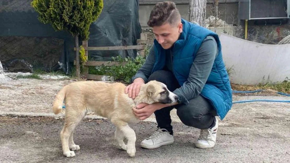 Maltepe'de sokak köpeğini ezen taksici, arkasına bakmadan kaçtı