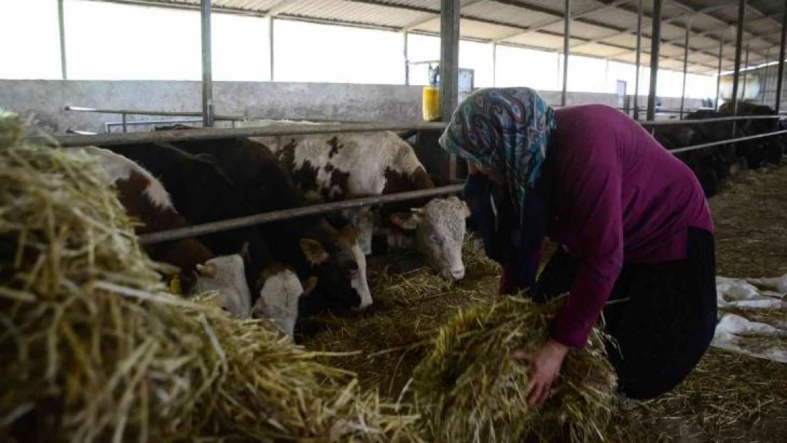 Manda sütündeki verimlilik inekleri solladı