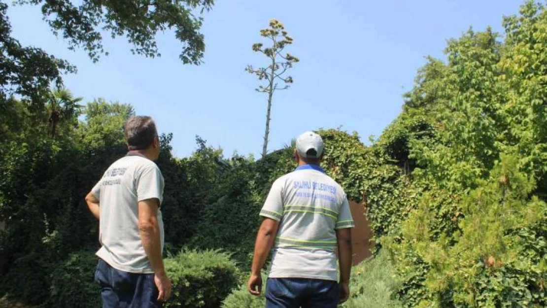 Manisa'da 'Agave' şaşkınlığı