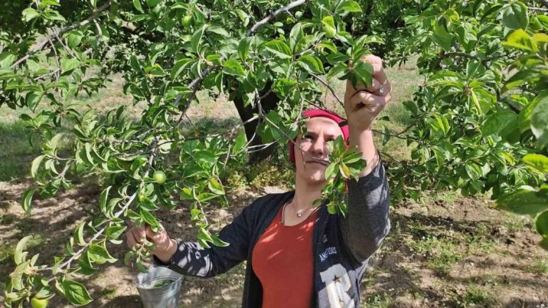 Manisa'da 'Dumanlı Papaz Eriği' hasadı başladı