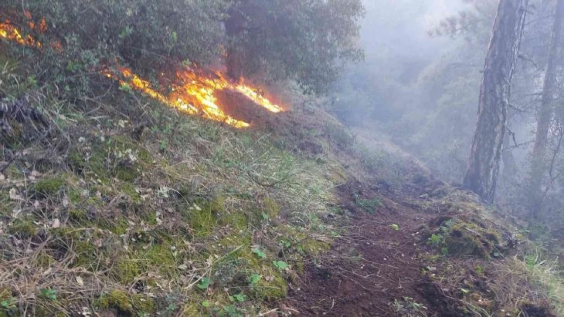 Manisa'da 30 dekar karaçam ormanı yandı