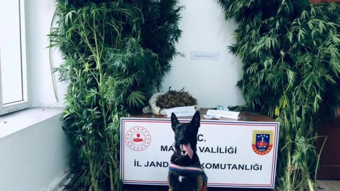 Manisa'da iki ayrı adrese kenevir operasyonu