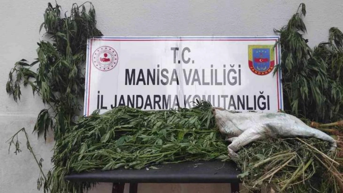 Manisa'da iki ilçede kenevir operasyonu