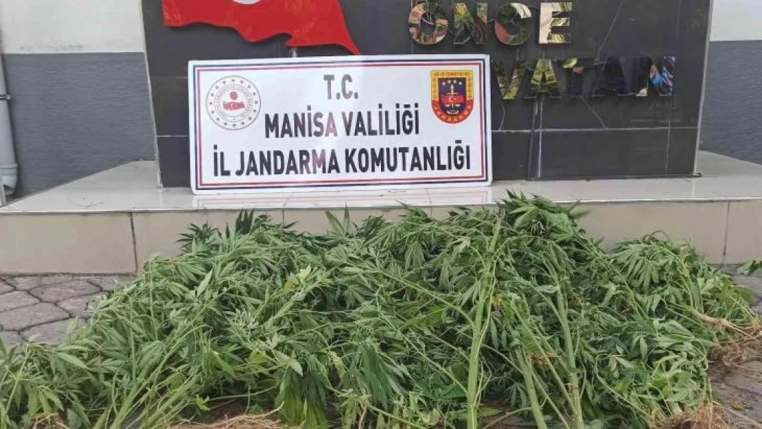 Manisa'da jandarmadan kenevir operasyonu